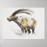 Ibex Noasca