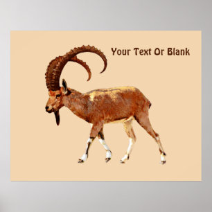 Póster Ibex nubio - Ein Gedi