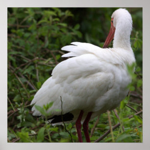 Póster Ibis Bird Poster
