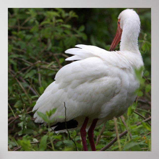 Póster Ibis Bird Poster (Frente)