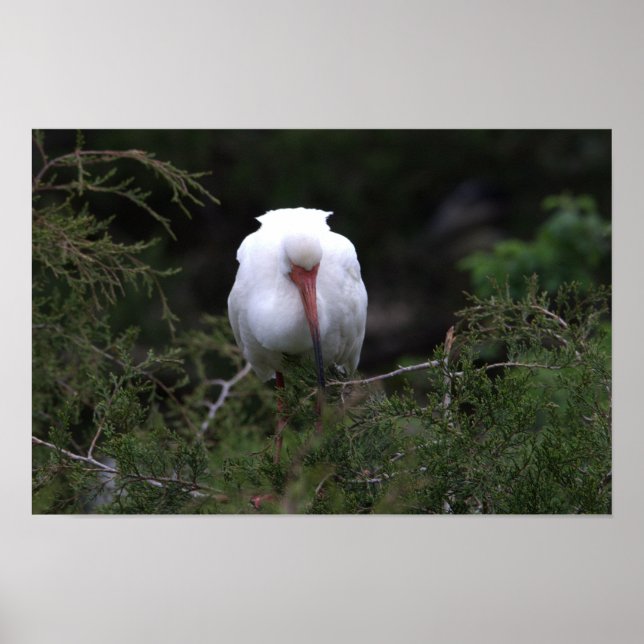 Póster Ibis Bird Poster (Frente)
