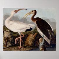 Ibis blanco audubon