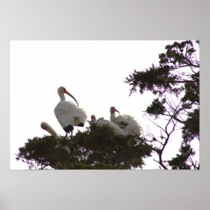 Póster Ibis blanco en Poster de árbol