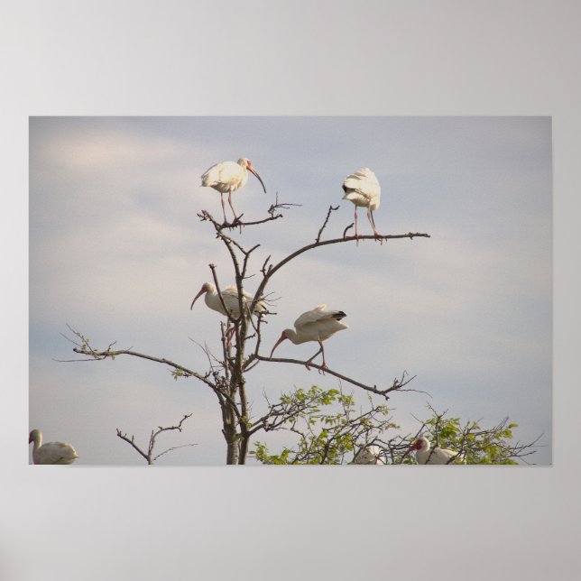 Póster Ibis blanco en Poster de árbol (Frente)