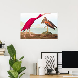 Póster ibis de carlet por John James Audubon