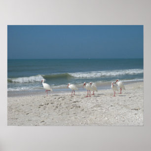 Póster Ibis de playa