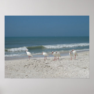 Póster Ibis de playa
