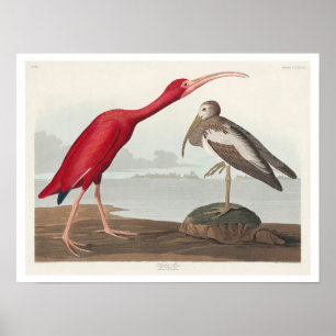 Póster Ibis escarlata por Audubon