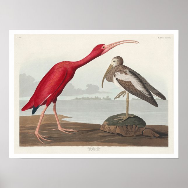 Póster Ibis escarlata por Audubon (Frente)