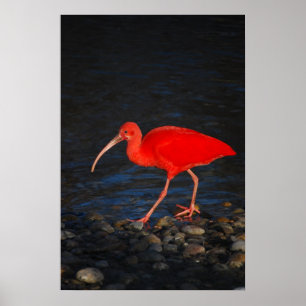 Póster Ibis Rojo
