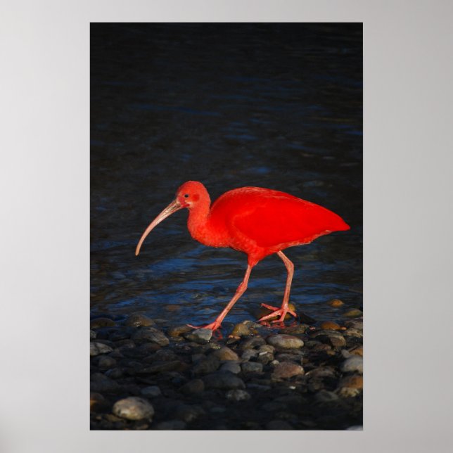 Póster Ibis Rojo (Frente)