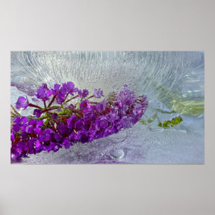 Póster Iced Black Knight Butterfly Bush,