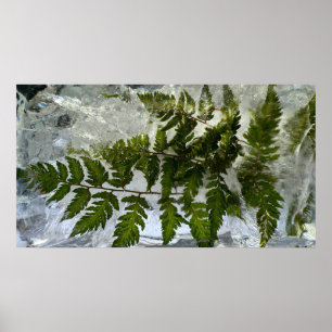 Póster Iced Ferns,