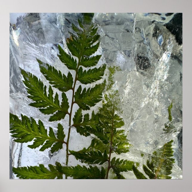 Póster Iced Ferns, (Frente)