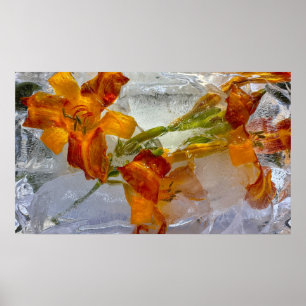 Póster Iced Lilies,