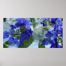 Póster Iced Phlox,