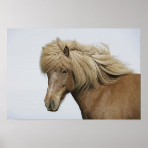 Póster Iceland. Portrait of an Icelandic horse.