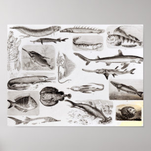 Póster Ichthyology- Elasmobranch, Ganoid