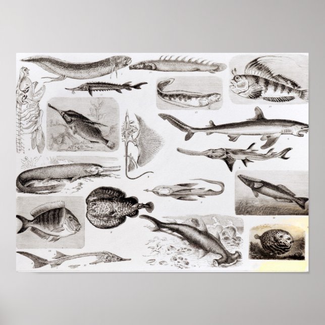 Póster Ichthyology- Elasmobranch, Ganoid (Frente)