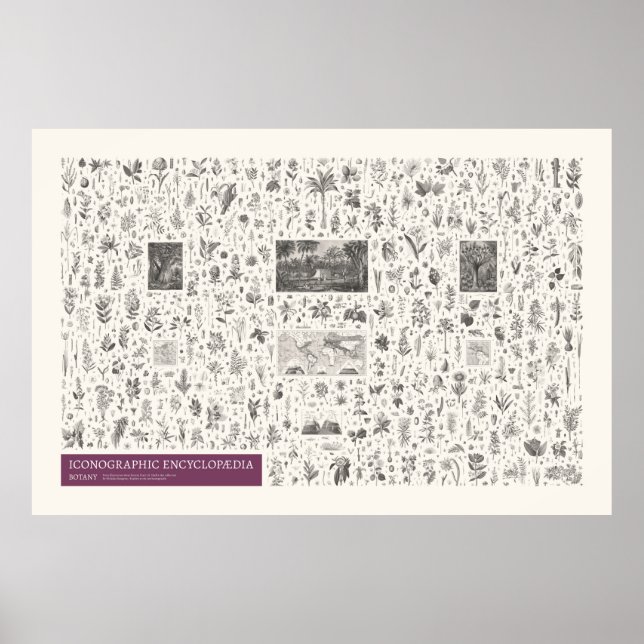 Póster Iconografía - Botánica (Frente)