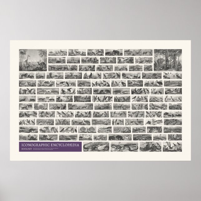 Póster Iconografía - Escenas de Zoología (Frente)