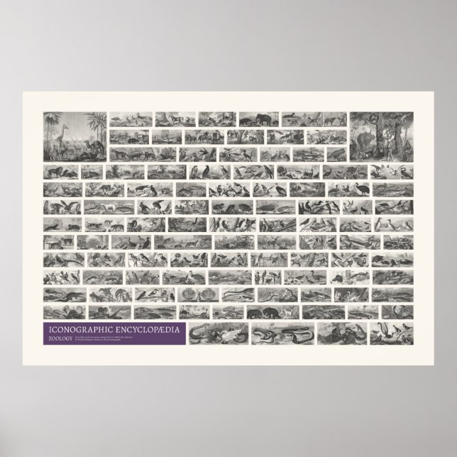 Póster Iconografía - Escenas zoológicas (Frente)