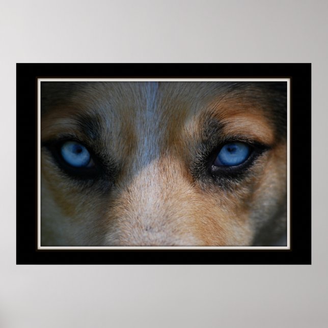 Póster Icy Blue Canine Eyes (Frente)