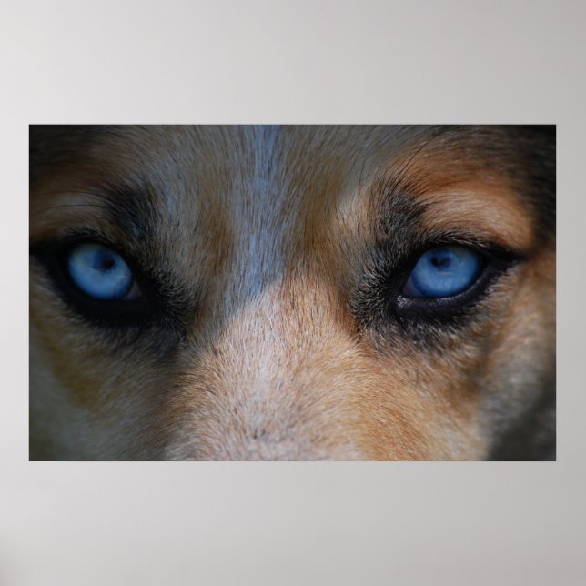 Póster Icy Blue Canine Eyes (Frente)