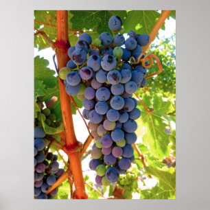 Póster Idaho Concord Grapes