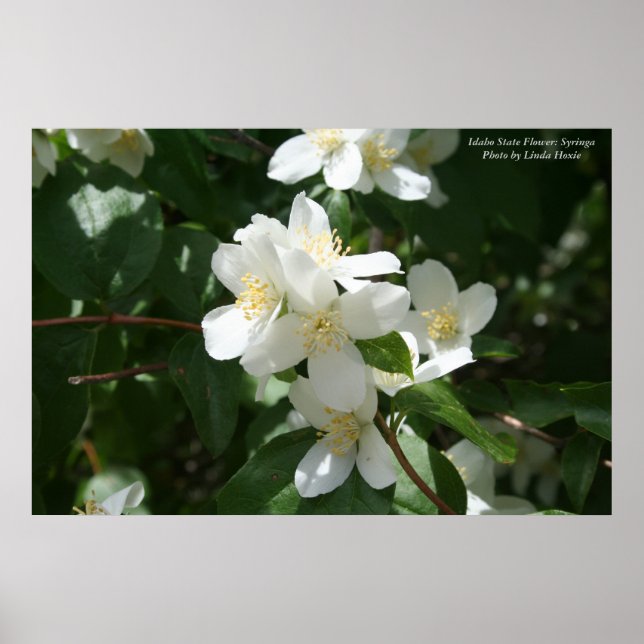 Póster Idaho State Flower: Syringa (Frente)