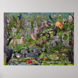 Póster Identificación de la fauna y flora del patio trase