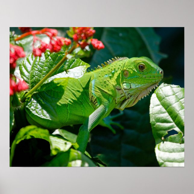 Póster Iguana (Frente)