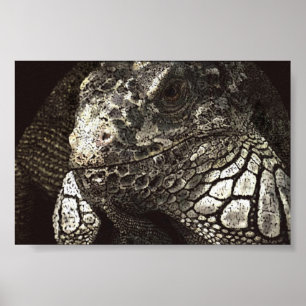 Póster Iguana