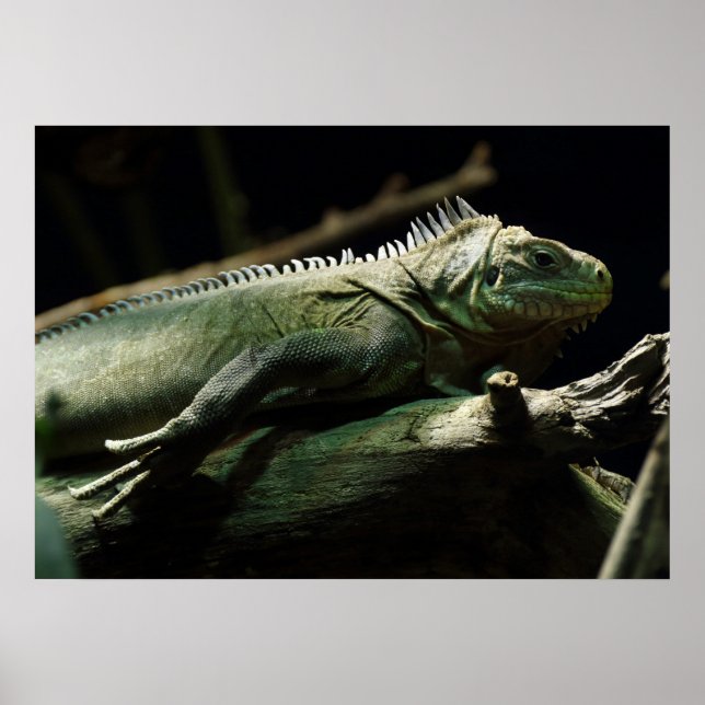Póster Iguana delicatissima (Frente)