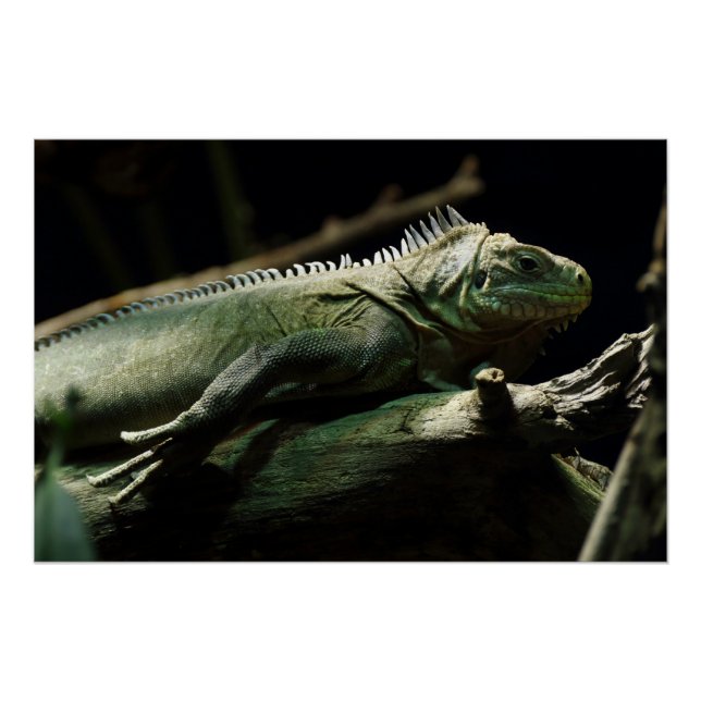 Póster Iguana delicatissima (Anverso)