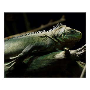 Póster Iguana delicatissima
