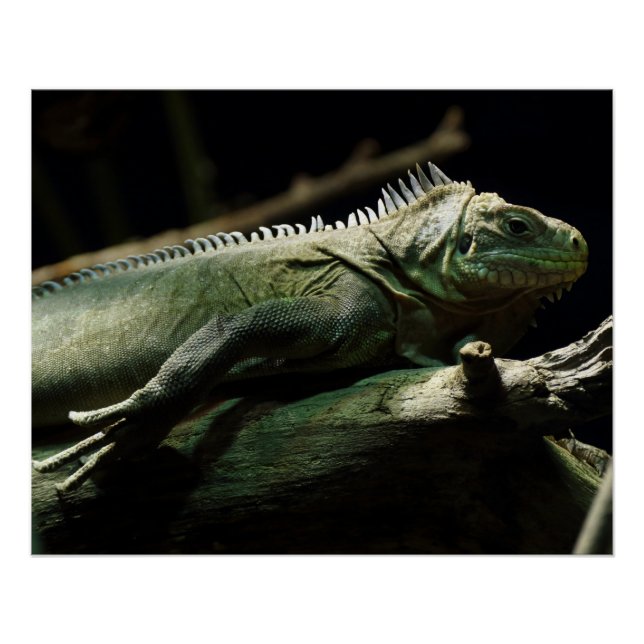 Póster Iguana delicatissima (Anverso)