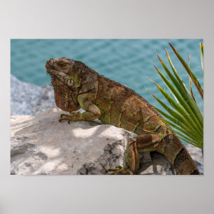 Póster Iguana en piedra