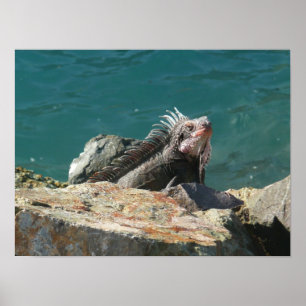 Póster Iguana en Santo Tomás