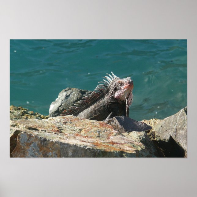 Póster Iguana en St. Thomas (Frente)