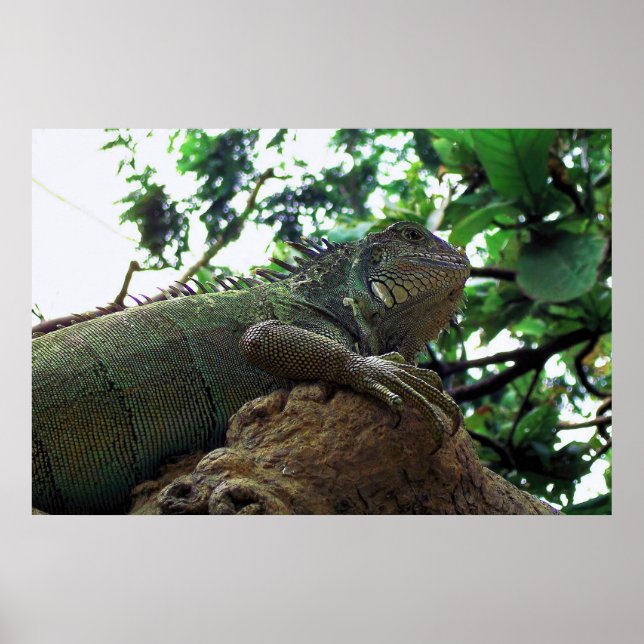Póster Iguana en un árbol (Frente)