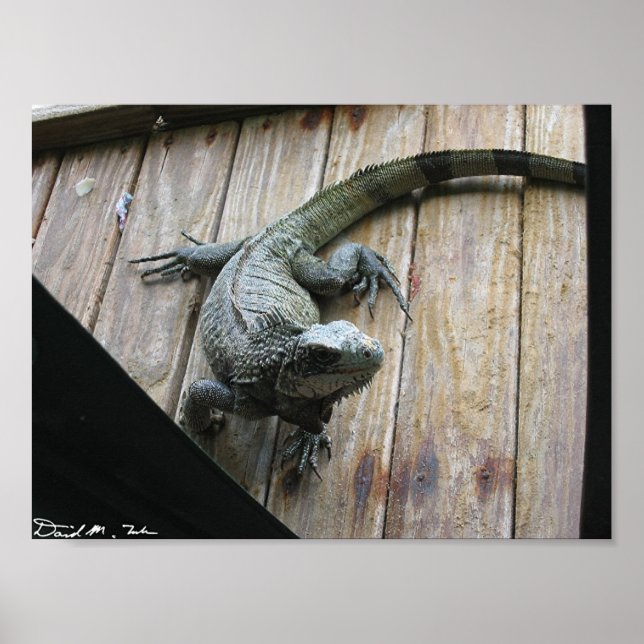 Póster Iguana hambrienta (limpieza) (Frente)