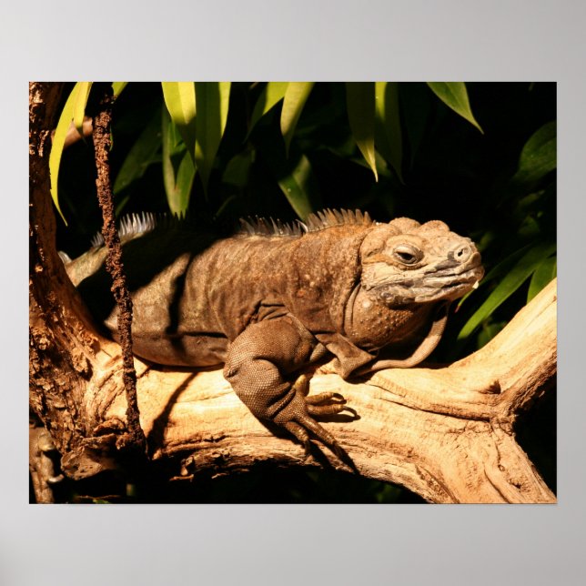 Póster Iguana jamaiquina amenazada, Cyclura colega (Frente)