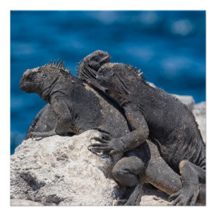 Póster Iguana marina