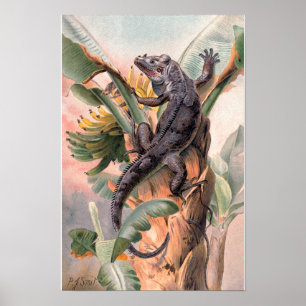 Póster Iguana Negra Tropical, Animal Reptil Salvaje Vinta