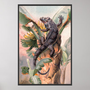 Póster Iguana Negra Tropical, Animal Reptil Salvaje Vinta