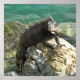 Póster Iguana sobre las rocas en Santo Tomás