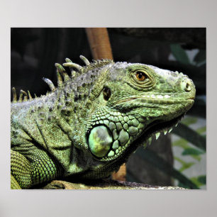 Póster Iguana verde