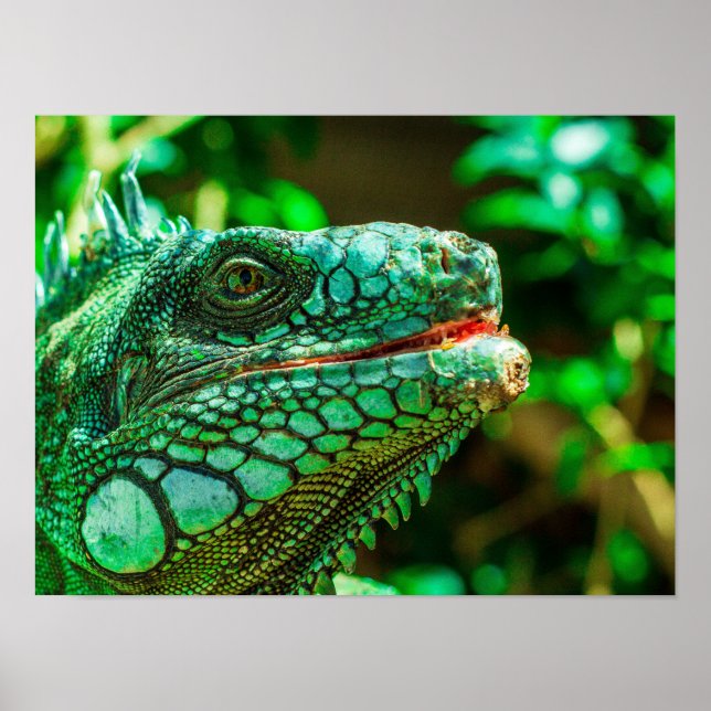 Póster Iguana verde (Frente)