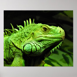 Póster Iguana verde